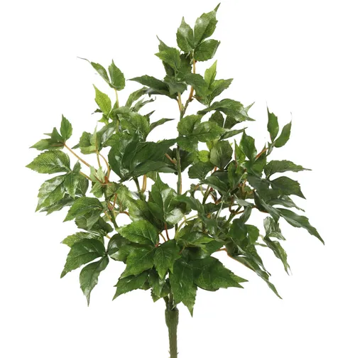 Ivy Bush