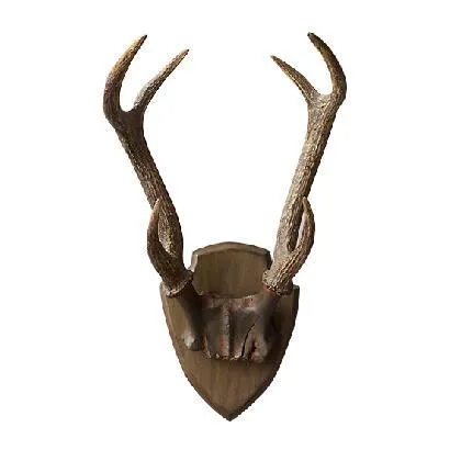 Deer Antlers
