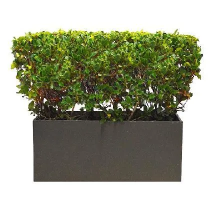 Boxwood Hedge Planter