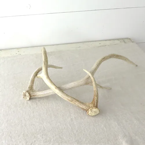 Pair of Axis Antlers