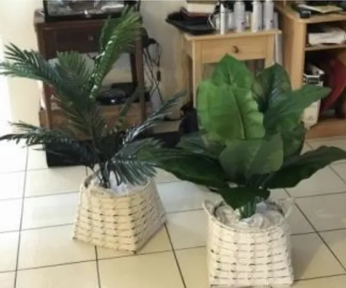 Fern Trees ($15 ea 2 styles) Great with lounges, cabanas etc