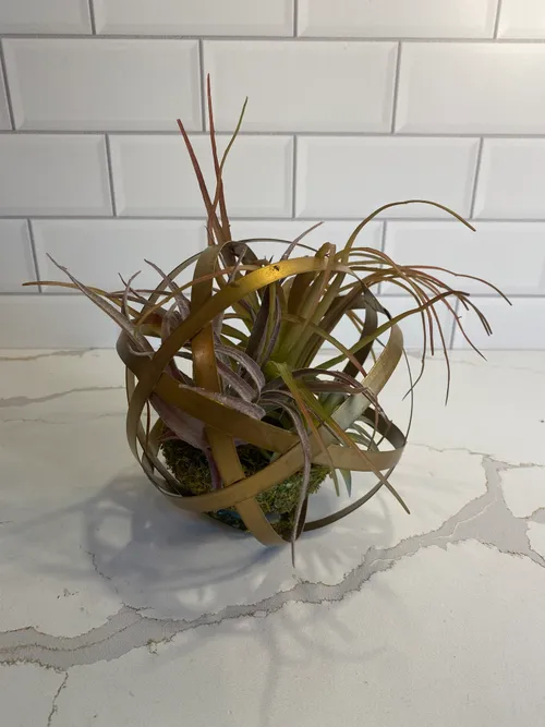 Faux Air Plant