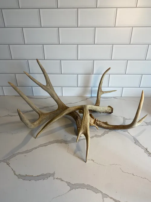 Assorted Real Deer Antlers