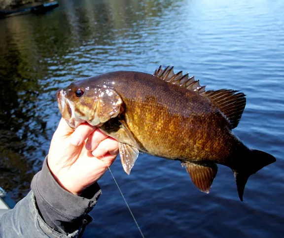 Guided Small Mouth Bass Trips collection image