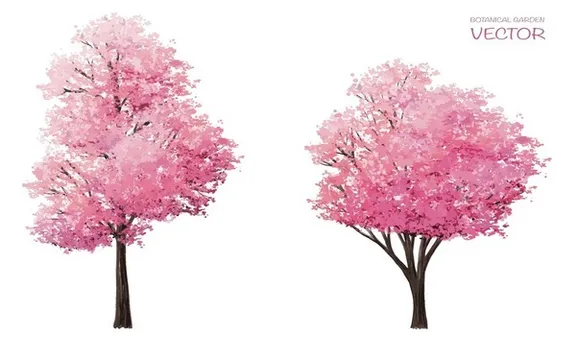 Cherry Blossom Trees collection image