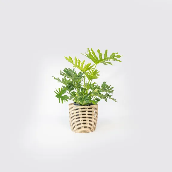 Category_Plants, Baskets & Pots collection image