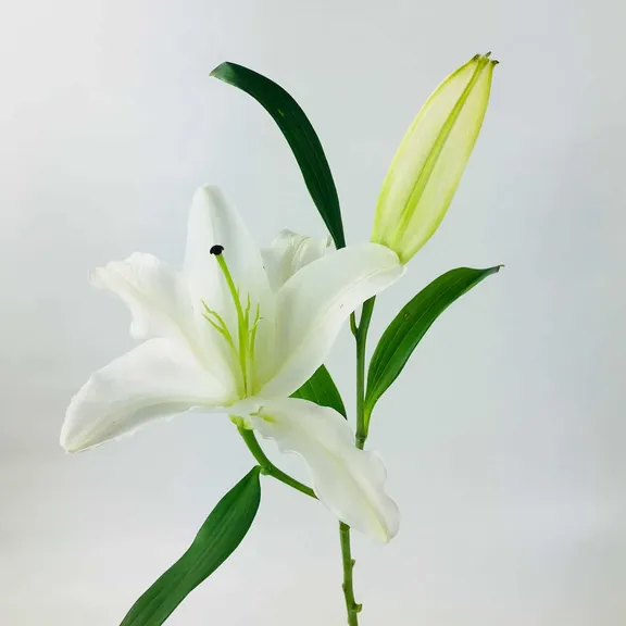 test collection image