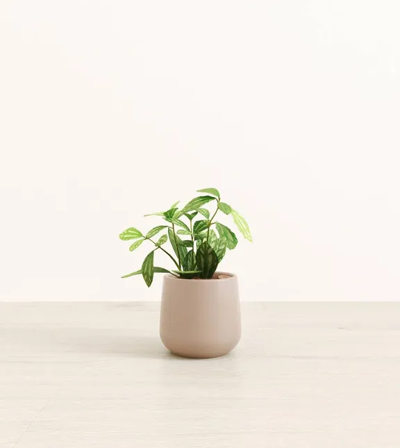 Small Plants collection image