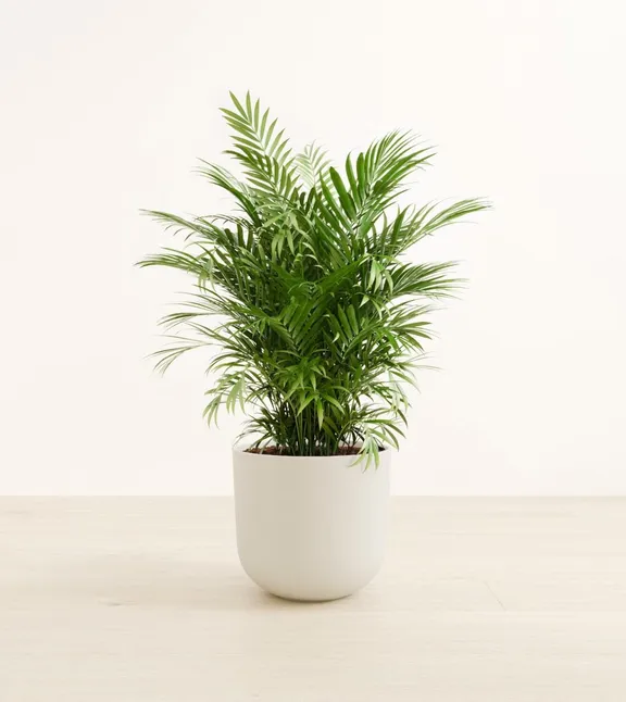 Large Plants collection image